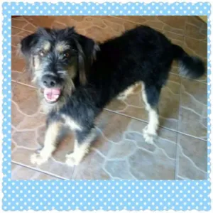 Cachorro raça SRD idade 1 ano nome MADRUGA