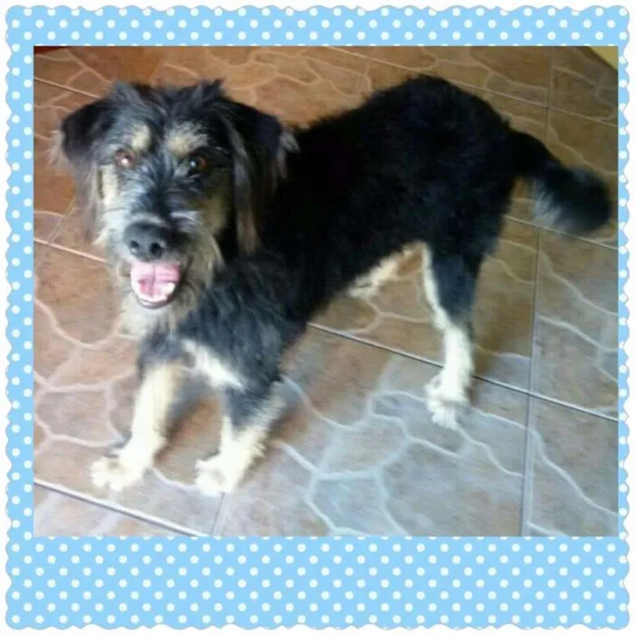 Cachorro ra a SRD idade 1 ano nome MADRUGA