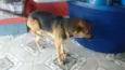 ROMEU