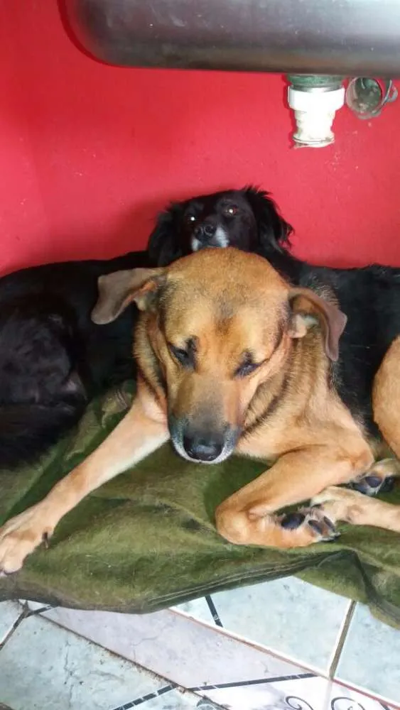 Cachorro ra a MIX PASTOR idade 3 anos nome ROMEU