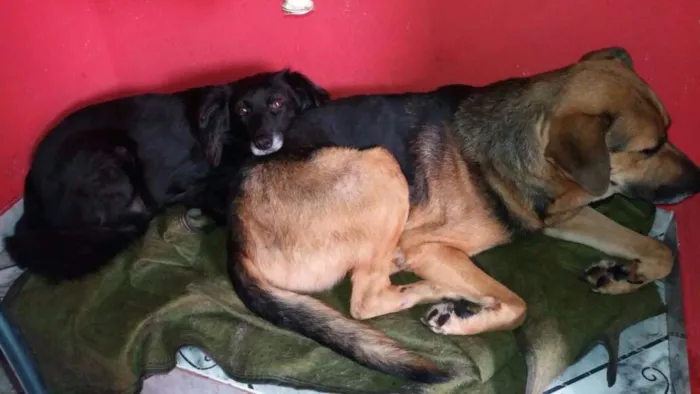 Cachorro ra a MIX PASTOR idade 3 anos nome ROMEU