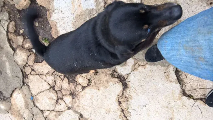 Cachorro ra a SRD idade 4 anos nome KIKO