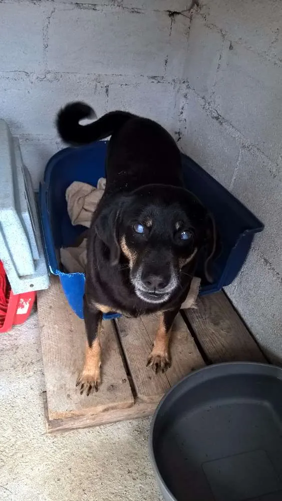 Cachorro ra a SRD idade 4 anos nome KIKO