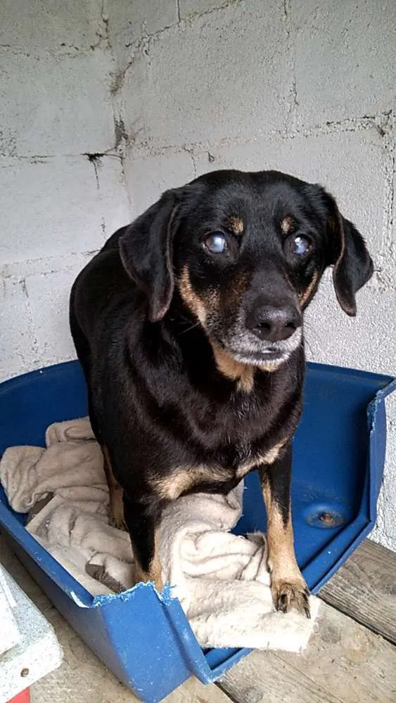 Cachorro ra a SRD idade 4 anos nome KIKO
