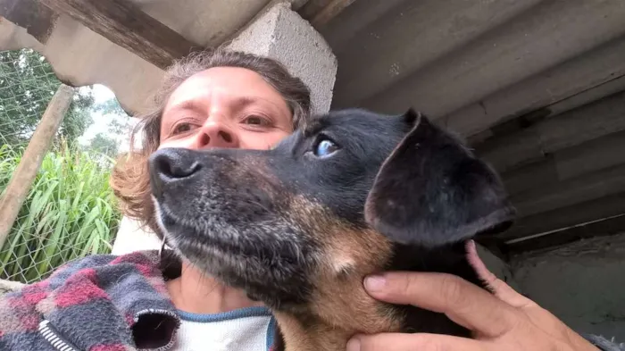 Cachorro ra a SRD idade 4 anos nome KIKO