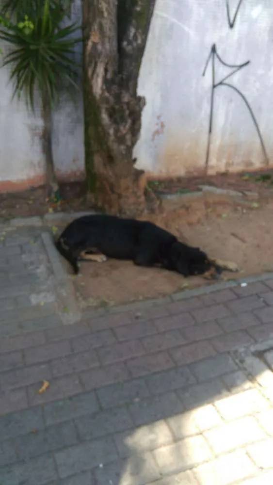 Cachorro raça mix rotweiller idade 5 anos nome bartolomeu