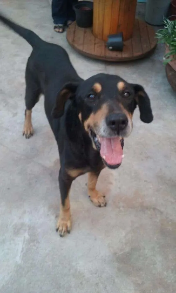 Cachorro raça mix rotweiller idade 5 anos nome bartolomeu