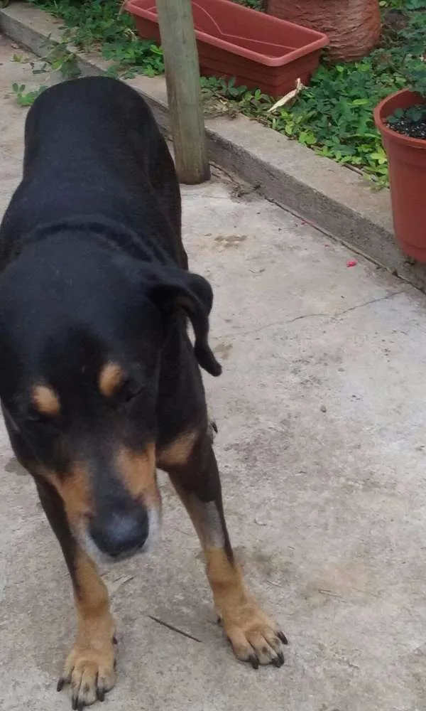 Cachorro raça mix rotweiller idade 5 anos nome bartolomeu