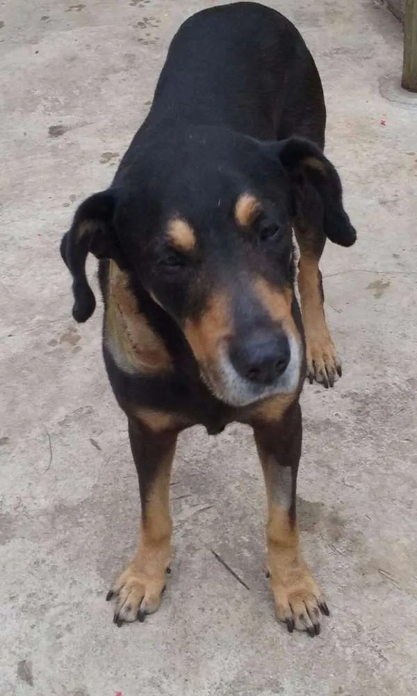 Cachorro raça mix rotweiller idade 5 anos nome bartolomeu