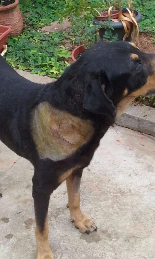 Cachorro raça mix rotweiller idade 5 anos nome bartolomeu