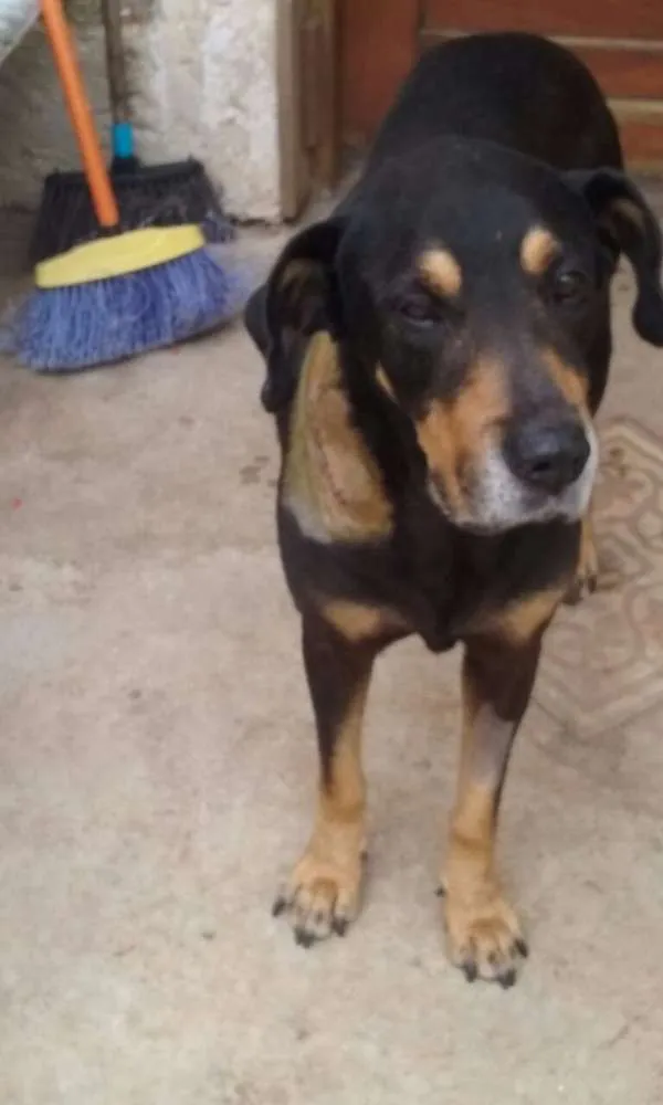 Cachorro raça mix rotweiller idade 5 anos nome bartolomeu