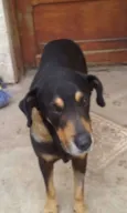 Cachorro raça mix rotweiller idade 5 anos nome bartolomeu