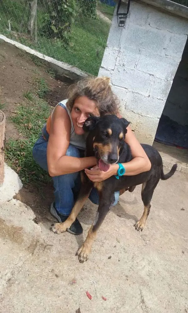 Cachorro raça mix rotweiller idade 5 anos nome bartolomeu