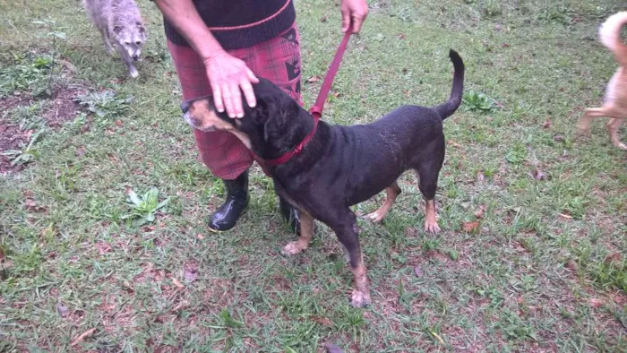 Cachorro raça mix rotweiller idade 5 anos nome bartolomeu