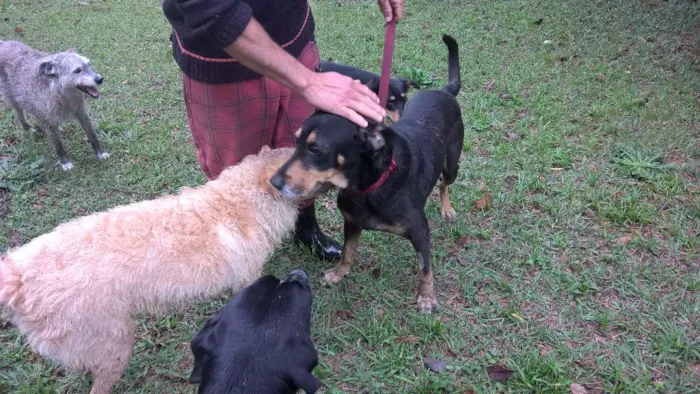 Cachorro raça mix rotweiller idade 5 anos nome bartolomeu