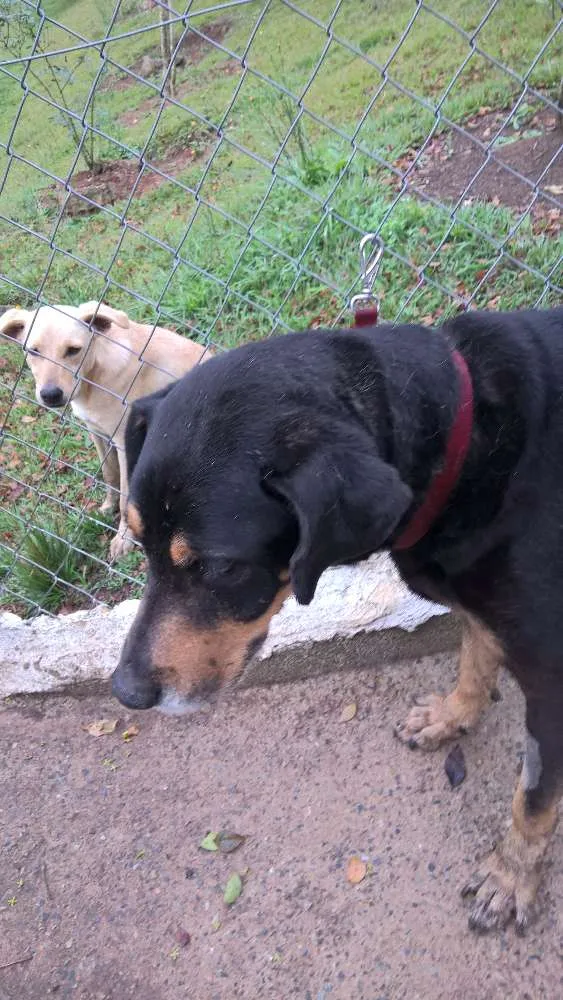Cachorro raça mix rotweiller idade 5 anos nome bartolomeu