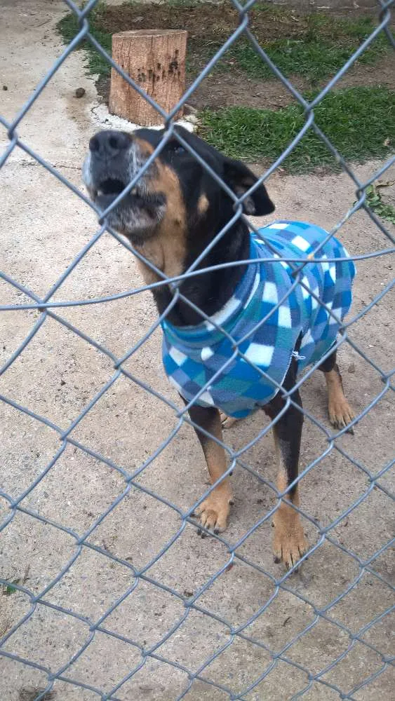 Cachorro raça mix rotweiller idade 5 anos nome bartolomeu