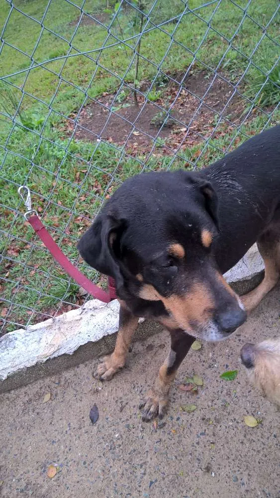 Cachorro raça mix rotweiller idade 5 anos nome bartolomeu