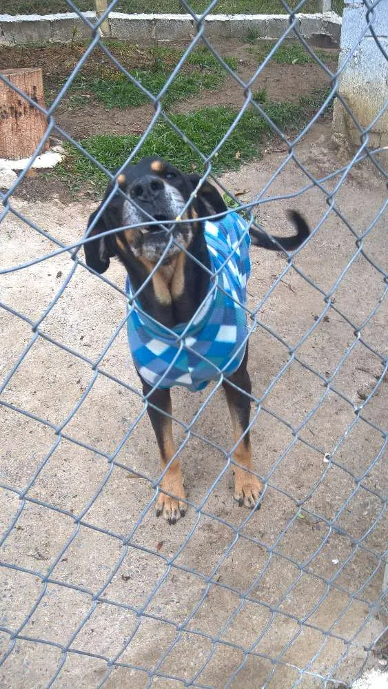 Cachorro raça mix rotweiller idade 5 anos nome bartolomeu