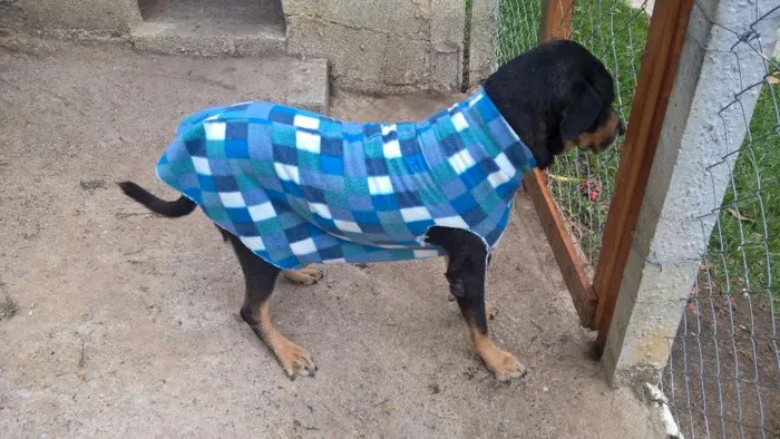 Cachorro raça mix rotweiller idade 5 anos nome bartolomeu