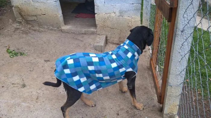 Cachorro raça mix rotweiller idade 5 anos nome bartolomeu