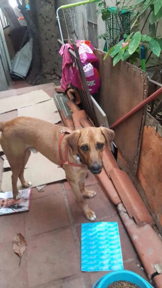 Cachorro raça SRD idade 1 ano nome VICENTE