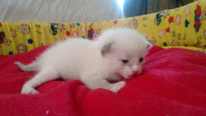 Gato ra a SIAMES idade Abaixo de 2 meses nome MERENGUE