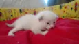 MERENGUE