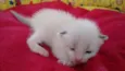 MERENGUE