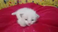 MERENGUE