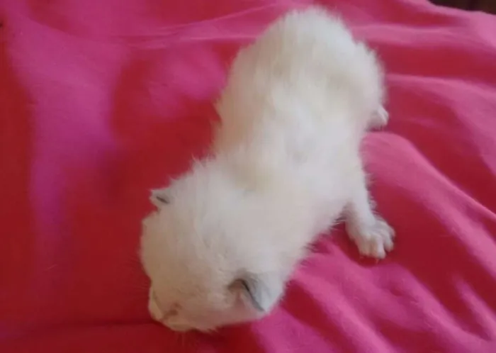 Gato ra a siames idade Abaixo de 2 meses nome marshmallow