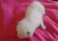 marshmallow