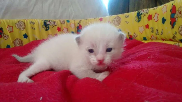 Gato ra a siames idade Abaixo de 2 meses nome marshmallow