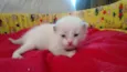 marshmallow