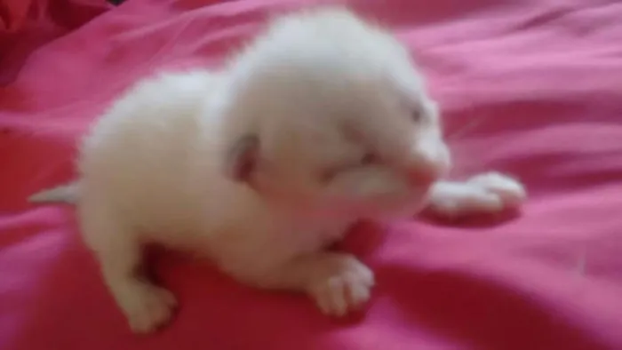 Gato ra a siamesa idade Abaixo de 2 meses nome vanilla