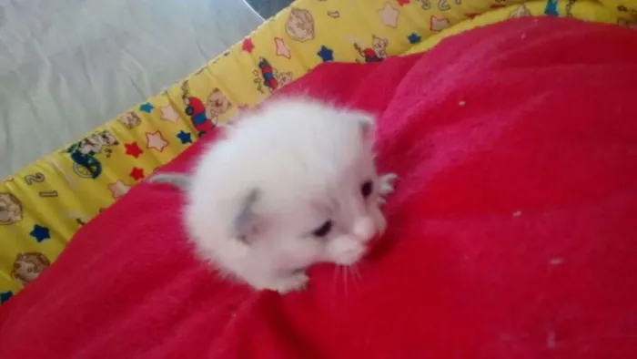 Gato ra a siamesa idade Abaixo de 2 meses nome vanilla