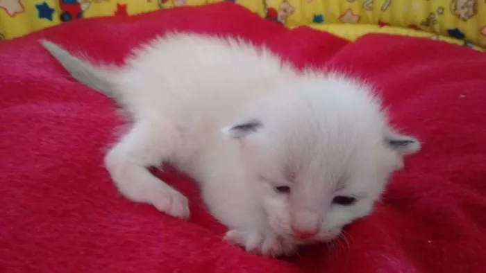 Gato ra a siamesa idade Abaixo de 2 meses nome vanilla
