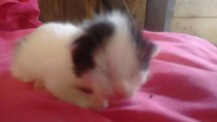 Gato ra a srd idade Abaixo de 2 meses nome chantilly