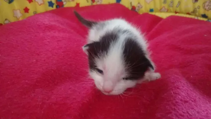 Gato ra a srd idade Abaixo de 2 meses nome chantilly
