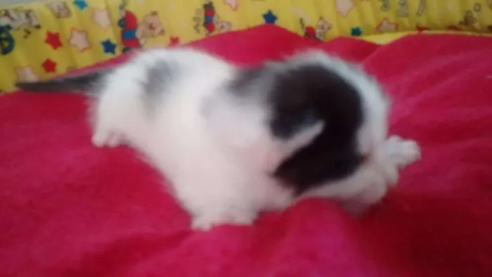 Gato ra a srd idade Abaixo de 2 meses nome chantilly