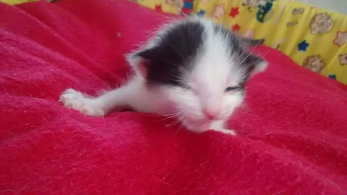 Gato ra a srd idade Abaixo de 2 meses nome chantilly
