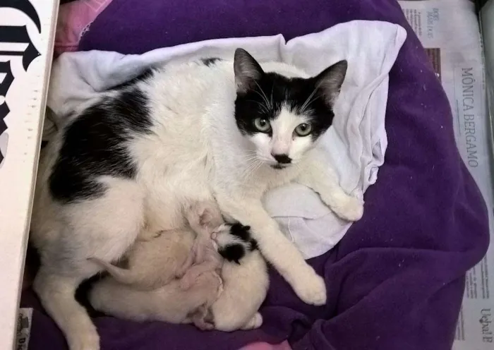 Gato raça srd idade 2 anos nome mimosa