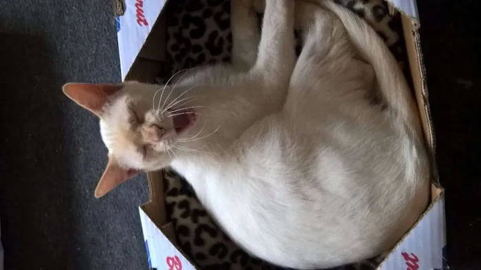 Gato raça red point amarelo idade 7 a 11 meses nome mirtilo