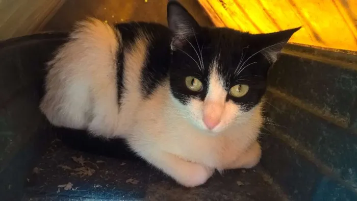 Gato raça srd idade 7 a 11 meses nome mixirica