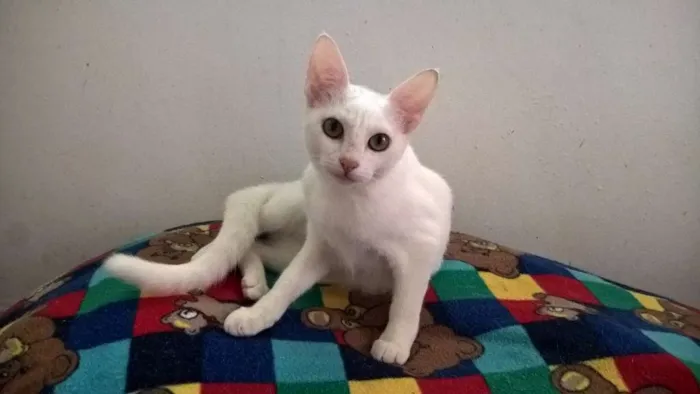 Gato raça srd idade 2 a 6 meses nome camelia