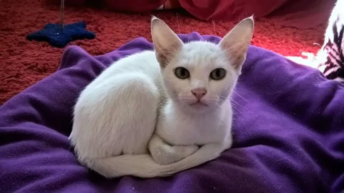 Gato raça srd idade 2 a 6 meses nome camelia