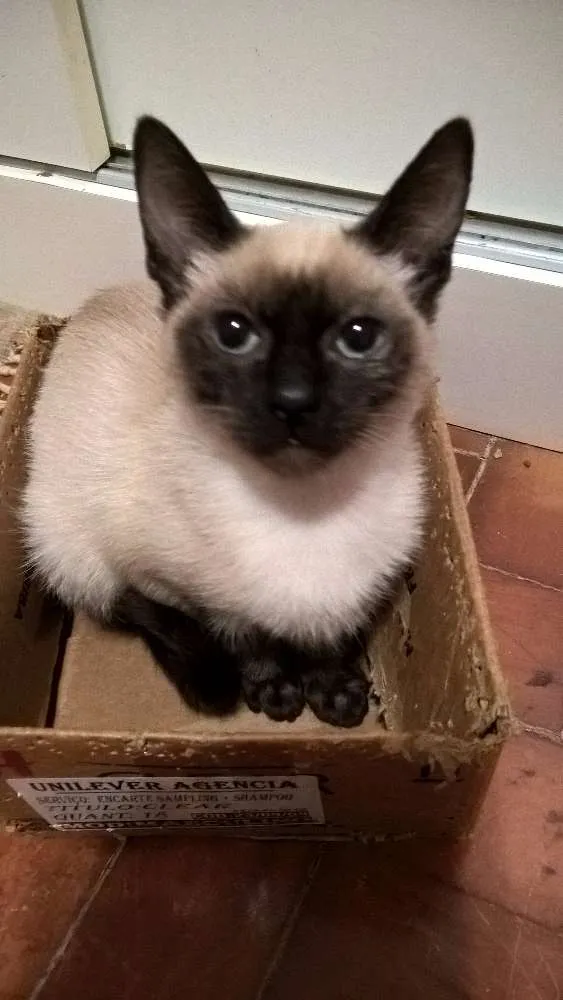 Gato ra a siamesa idade 2 a 6 meses nome tulipa