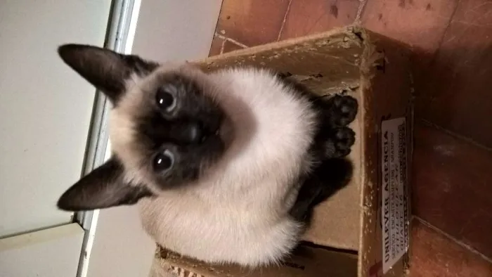 Gato ra a siamesa idade 2 a 6 meses nome tulipa