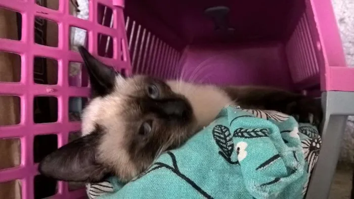 Gato ra a siamesa idade 2 a 6 meses nome tulipa