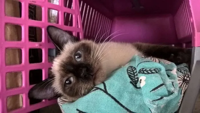 Gato ra a siamesa idade 2 a 6 meses nome tulipa